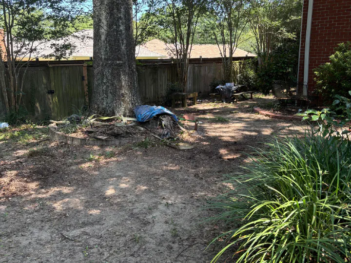 Same backyard after cleanup — leaves and debris raked away down to clean, even ground under the tree