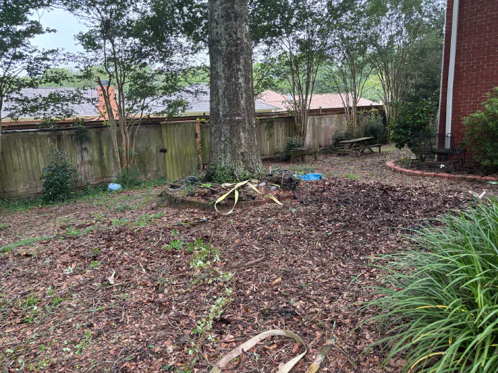 Same backyard with the limbs hauled off but the ground still buried under fallen leaves and debris