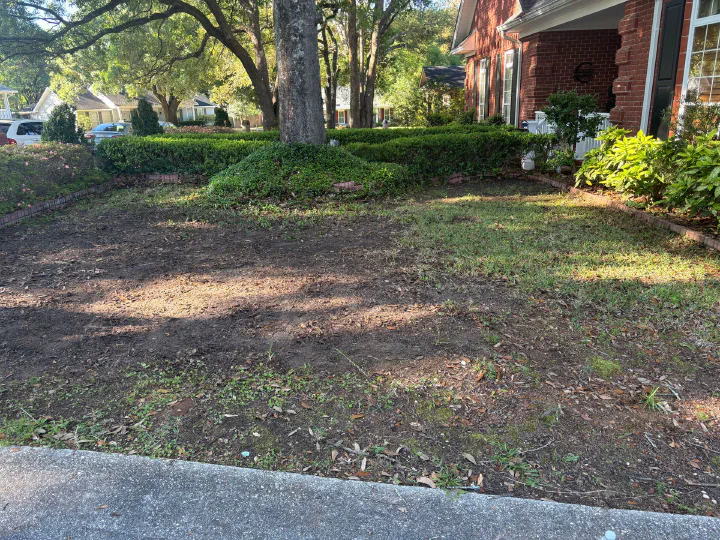 Same front lawn fully cleared of leaves after cleanup, grass and bare ground visible under the trees