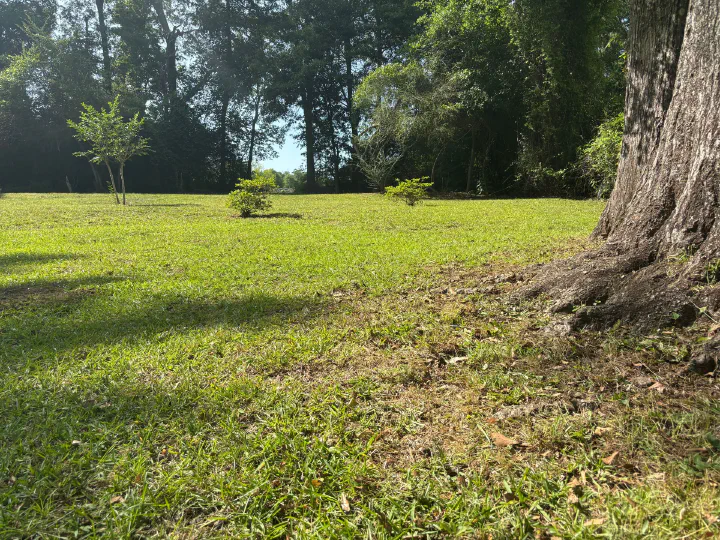 Same tree base with clean mowed grass after work
