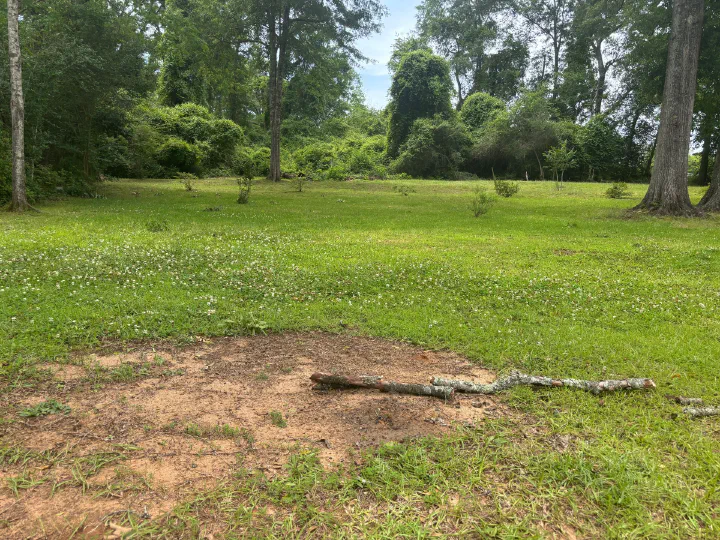 Meadow lot before mowing — fallen branch on bare patch with overgrown ground