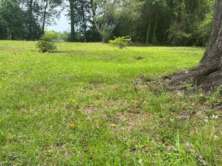 Tree base with weeds and overgrown grass before mowing